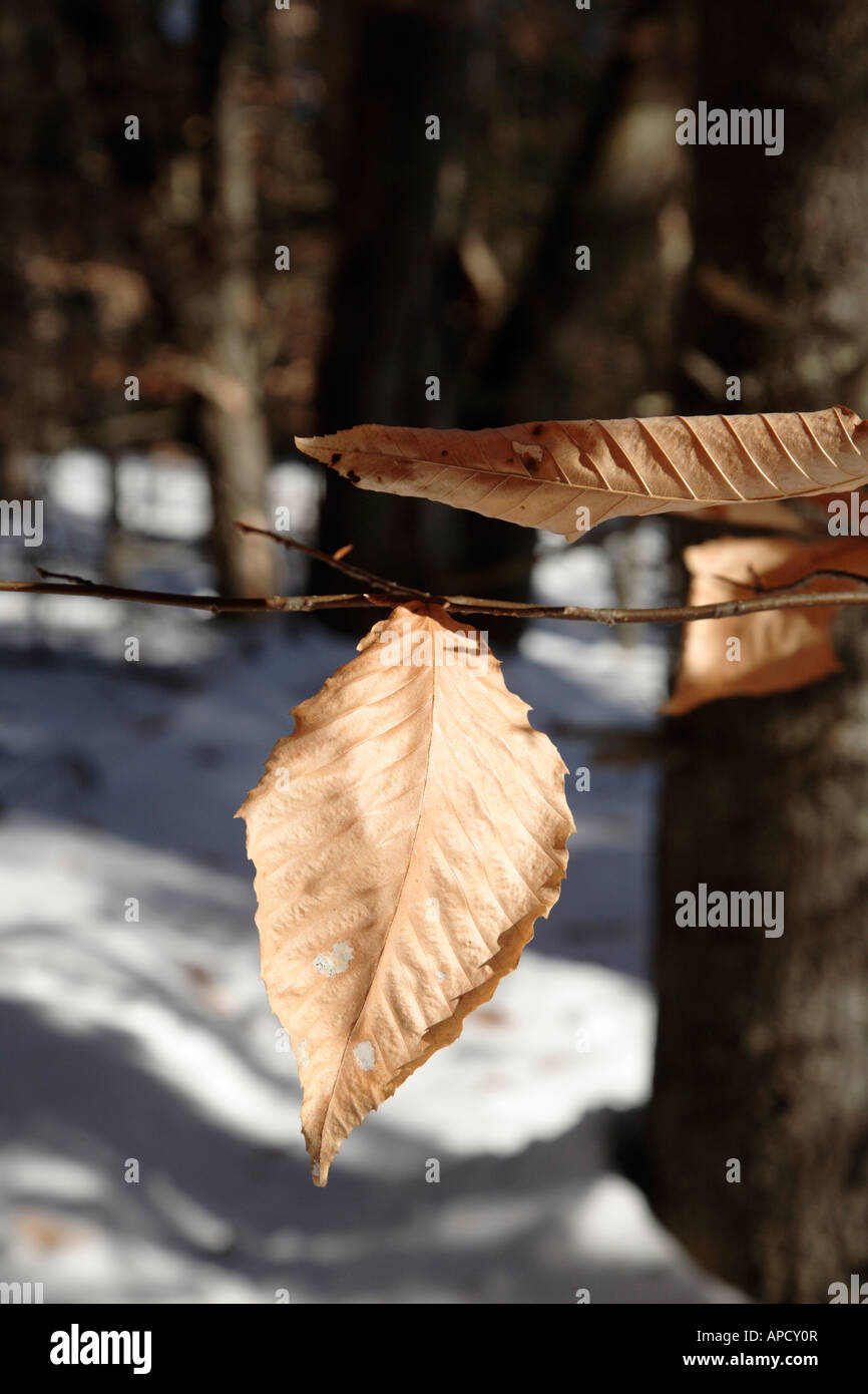 American Beech Fagus grandifolia leaf during the winter months in New England USA Stock Photo