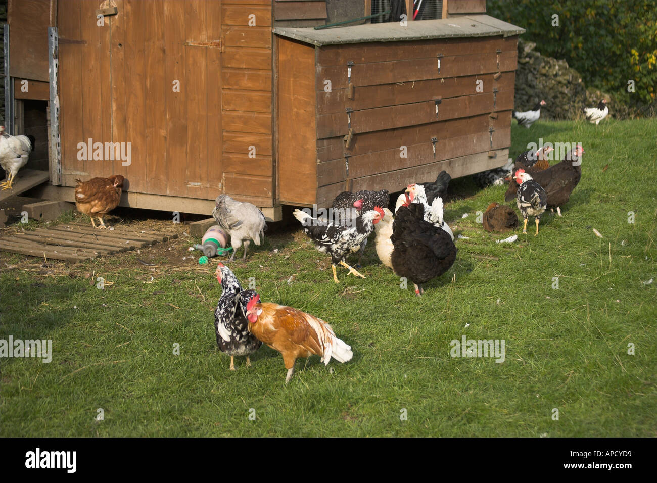Free Range Organic Chickens From Cumbria Stock Photo 5143512 Alamy