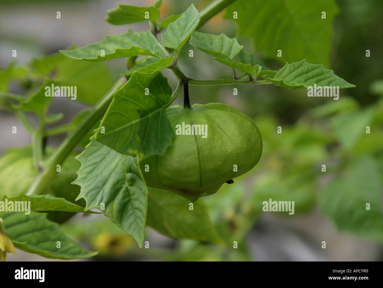 Tomatillo Verde a green version often used in Mexican cuisine growing