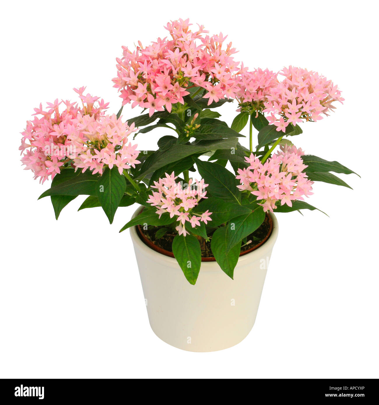 White star cluster Cut Out Stock Images & Pictures - Alamy