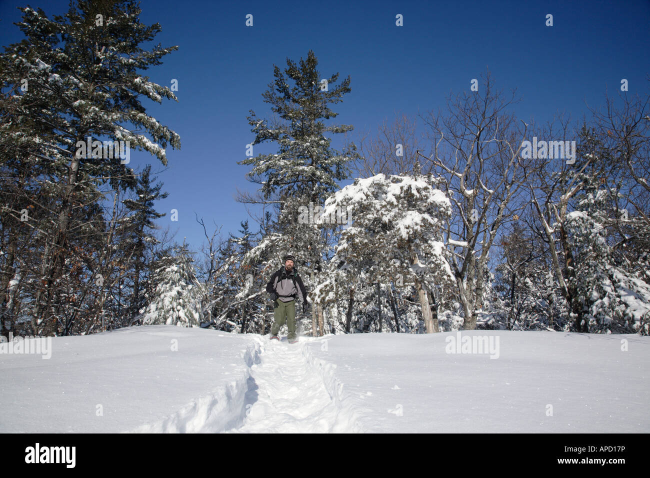 Snowshoeing in forest Stock Photo