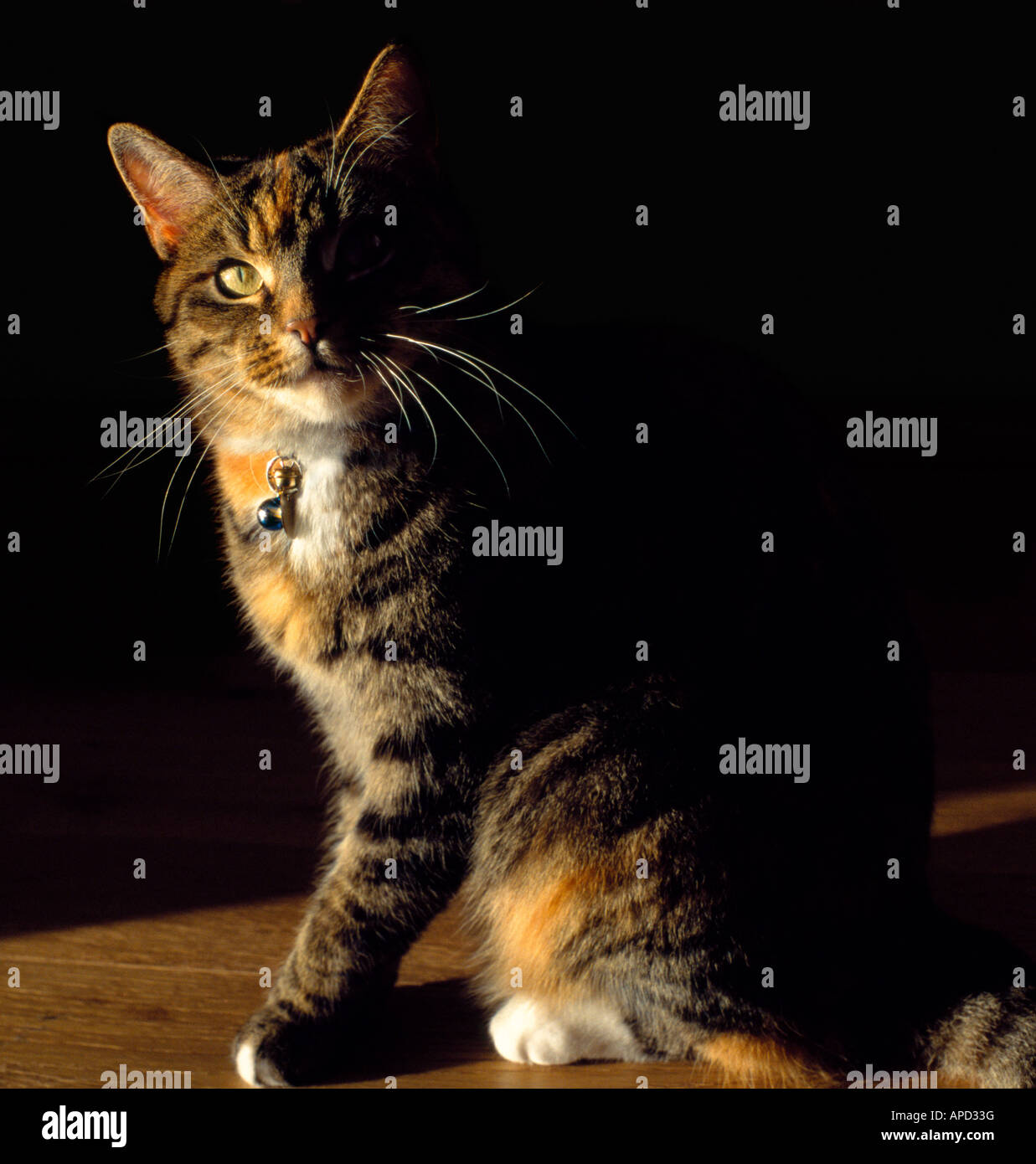 Tabby cat. Stock Photo