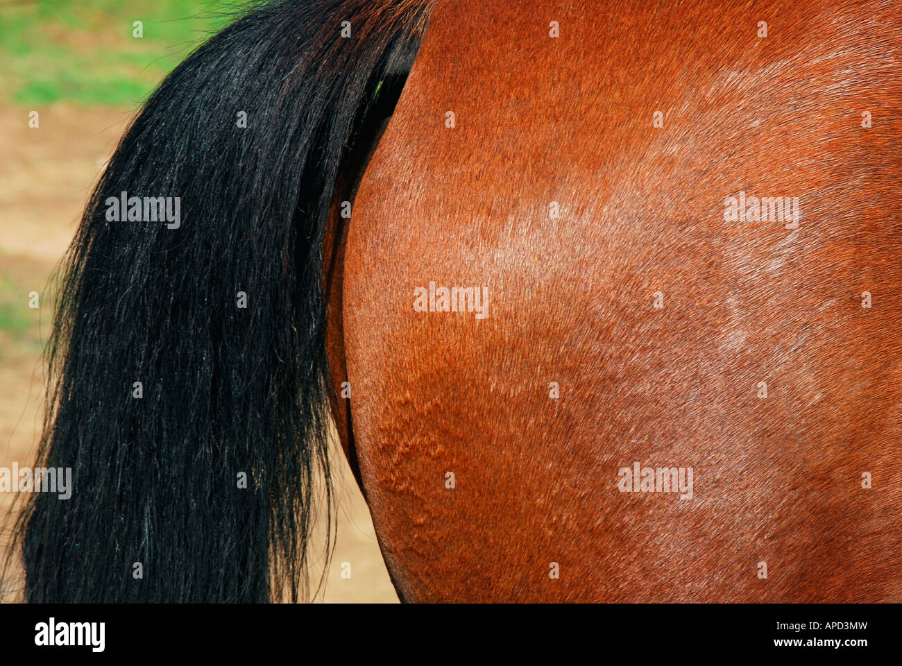horse tail and hindquarters Stock Photo