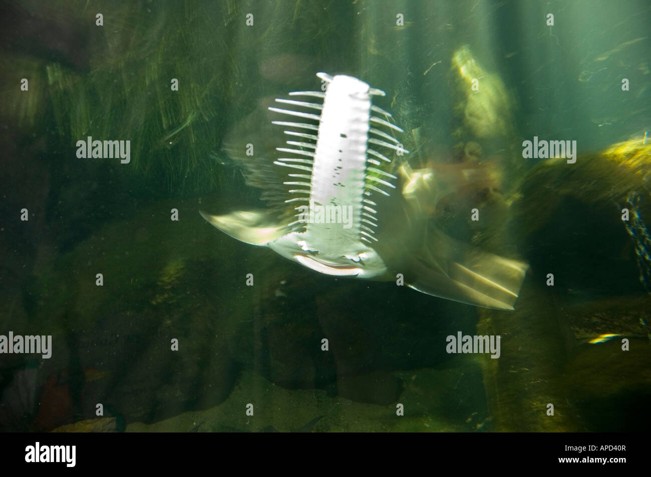 Largetooth sawfish, Pristis microdon Stock Photo