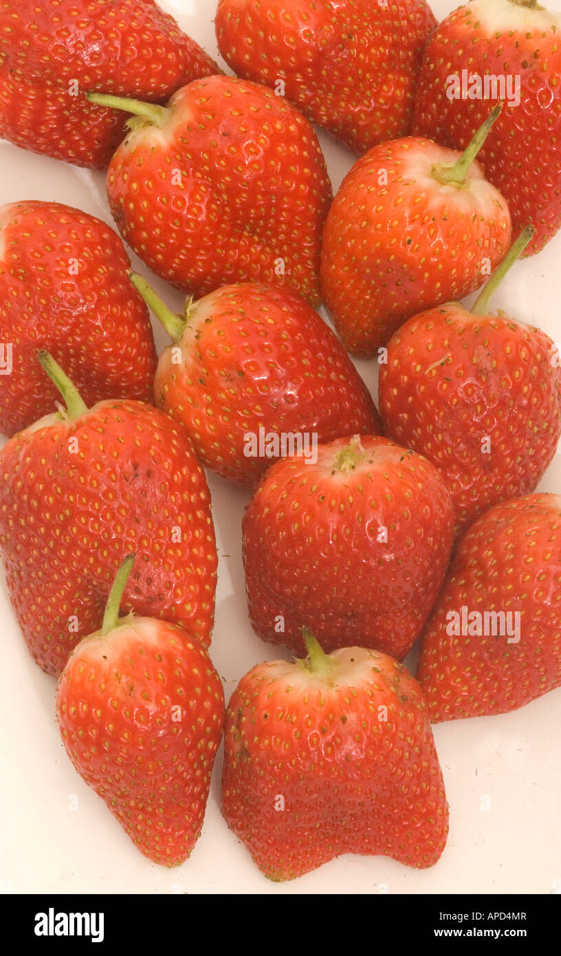 Strawberries the fruit is now available all year round with poly
