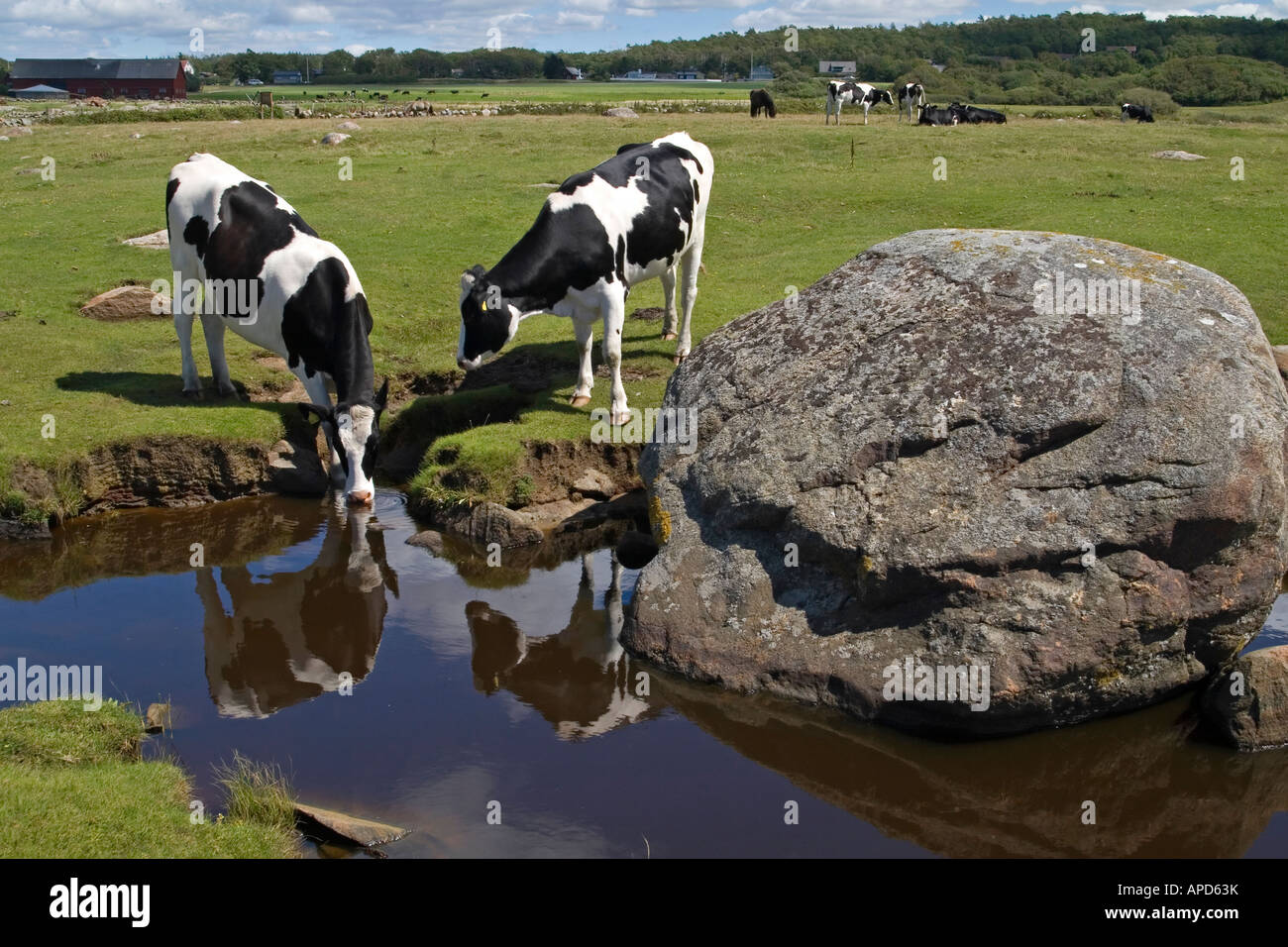 Cows at Steninge beach meadow Steninge near Halmstad Sweden Stock Photo