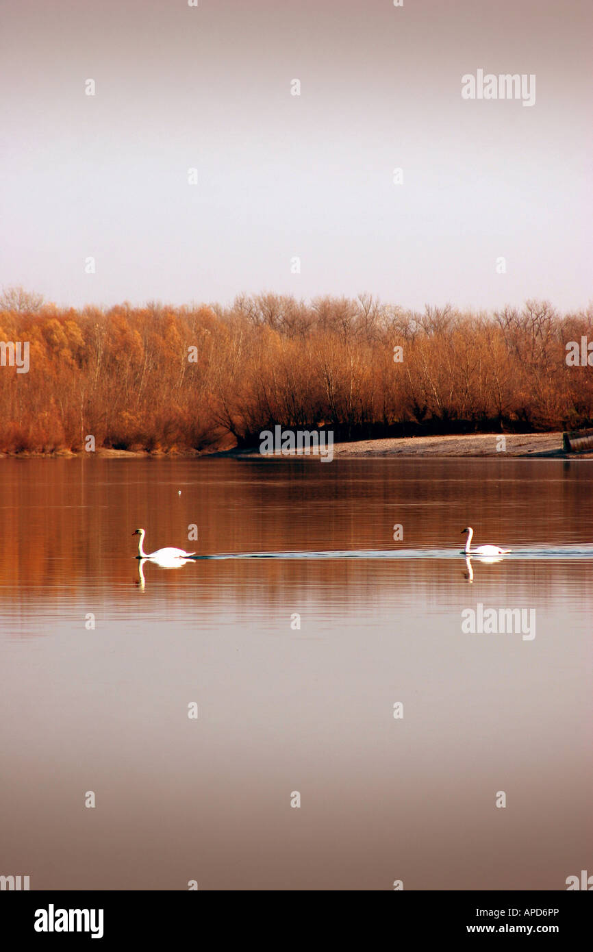 Swans on Lake Jarun Zagreb Croatia Stock Photo