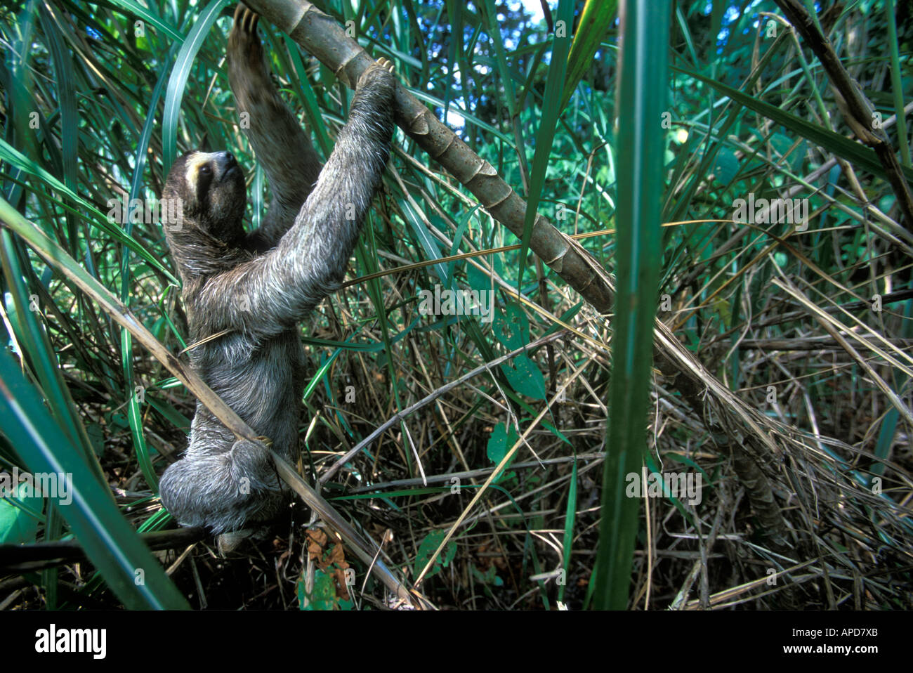 Panama Colón Province Three Toed Sloth Bradypus Tridactylus Climbs Through Dense Grass In