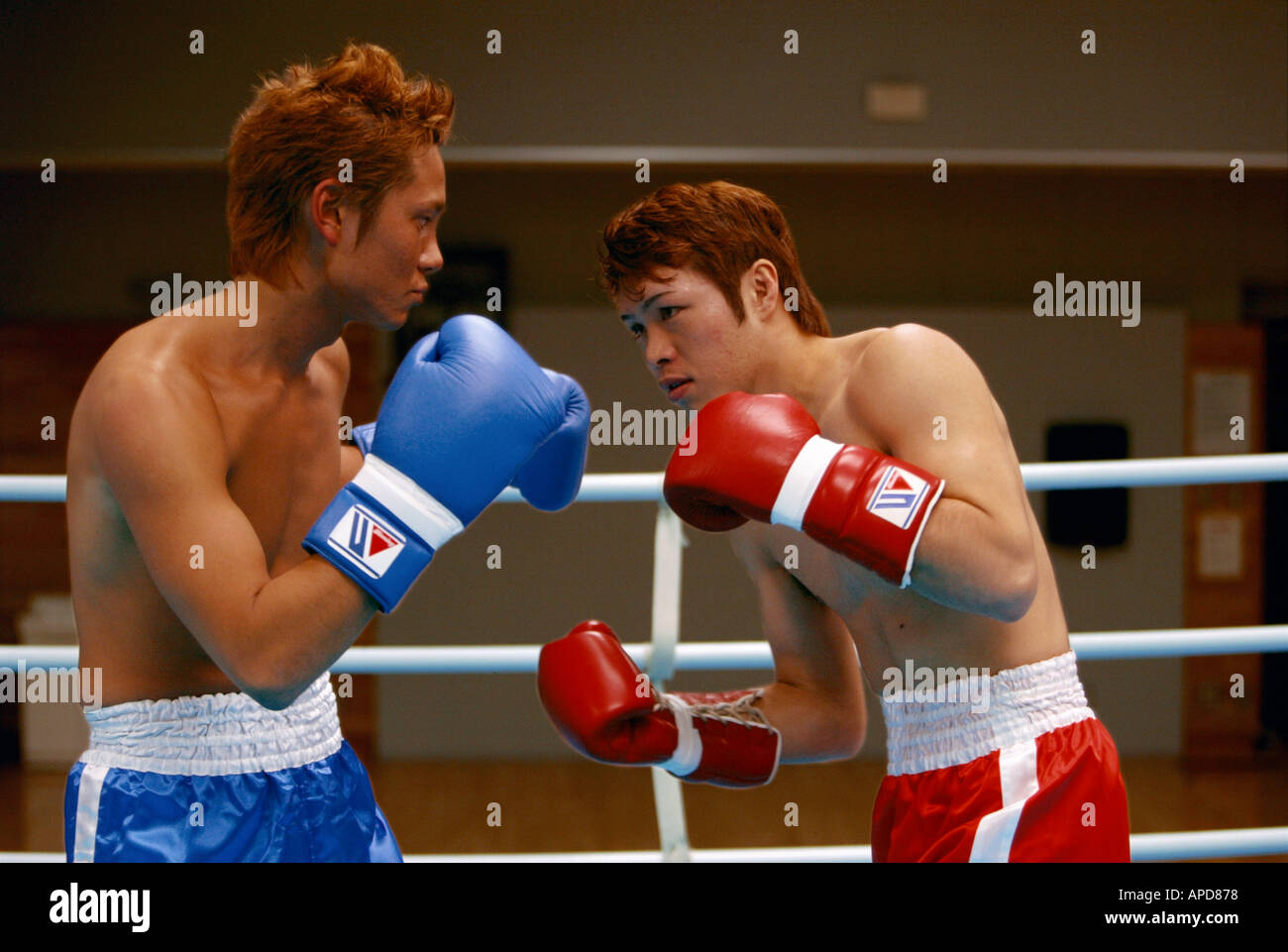 Sport Boxing Stock Photo