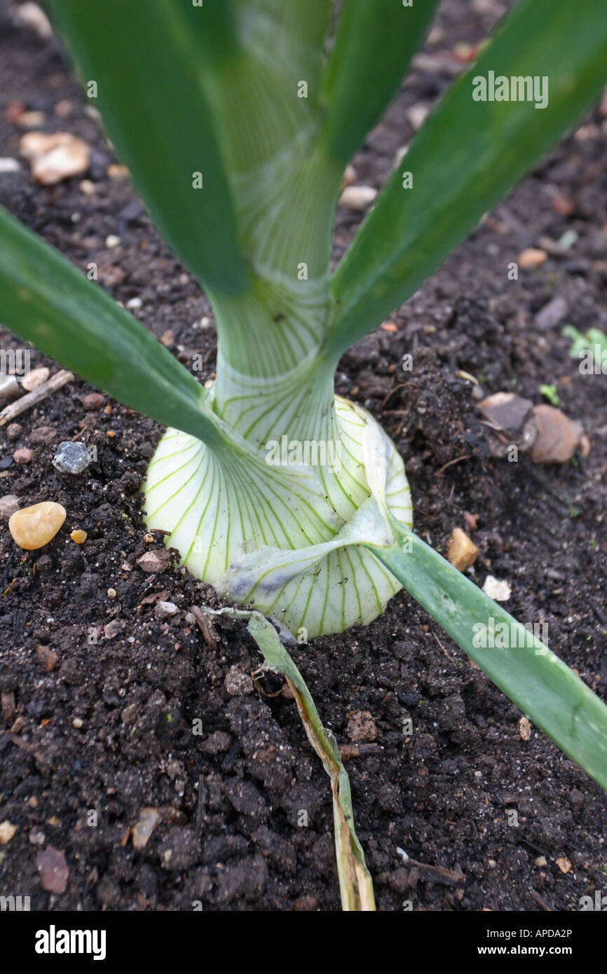 ONION GOLDEN BEAR CLOSE UP OF PLANT Stock Photo Alamy
