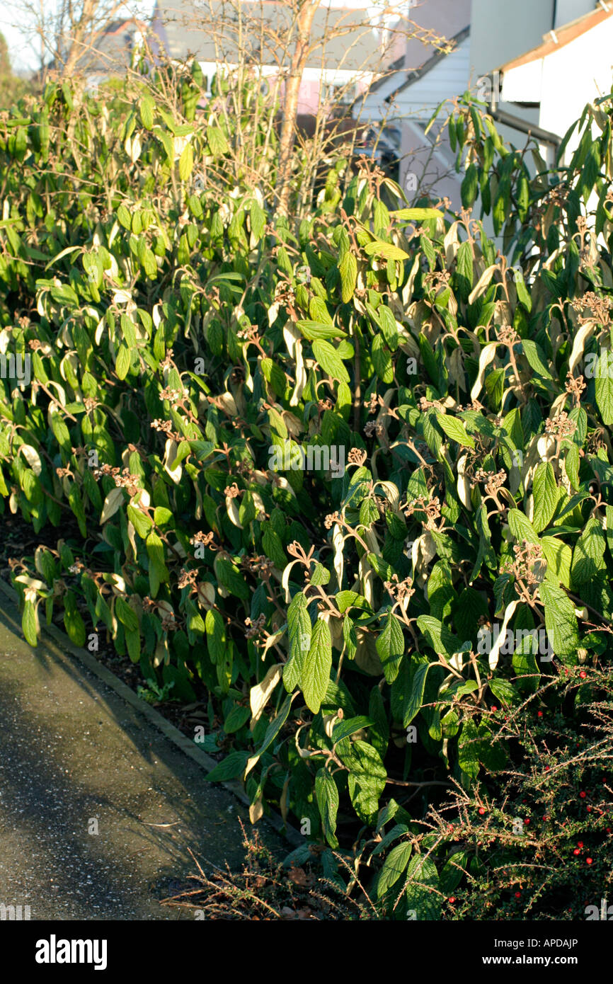 Viburnum rhitidophyllum Stock Photo