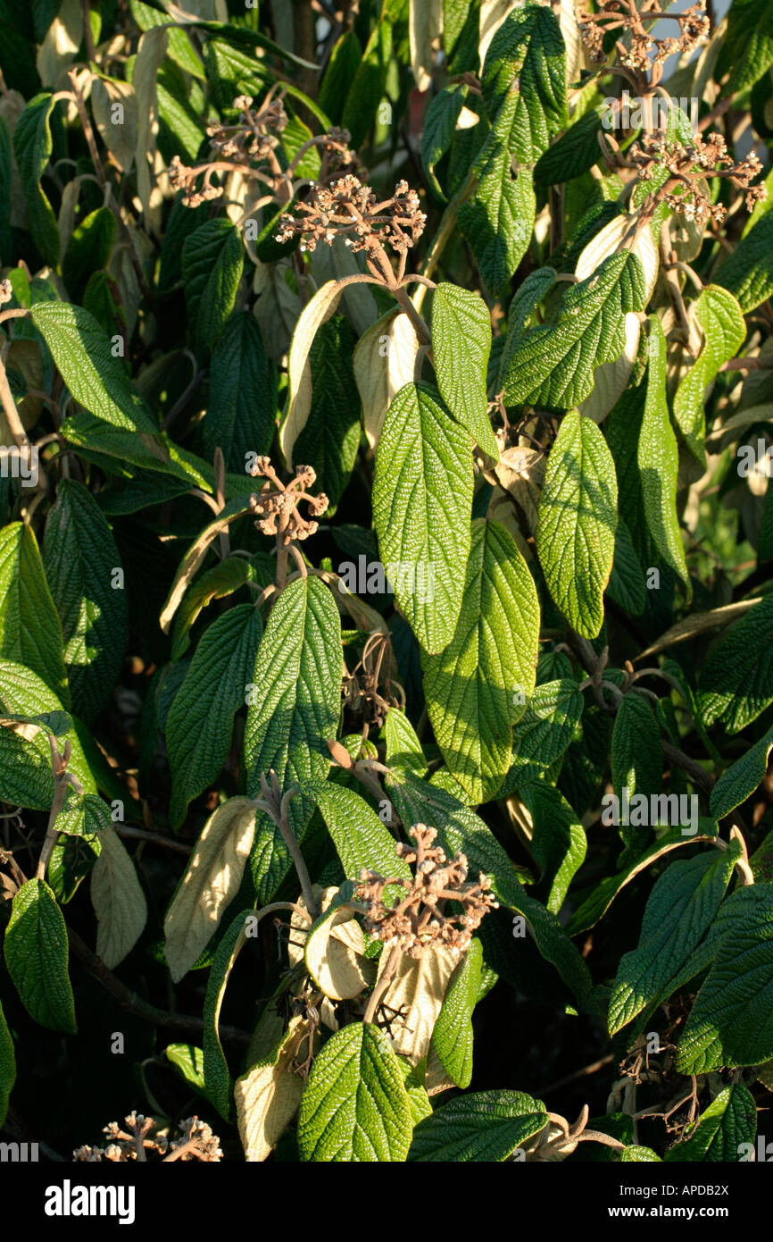 Viburnum rhitidophyllum Stock Photo