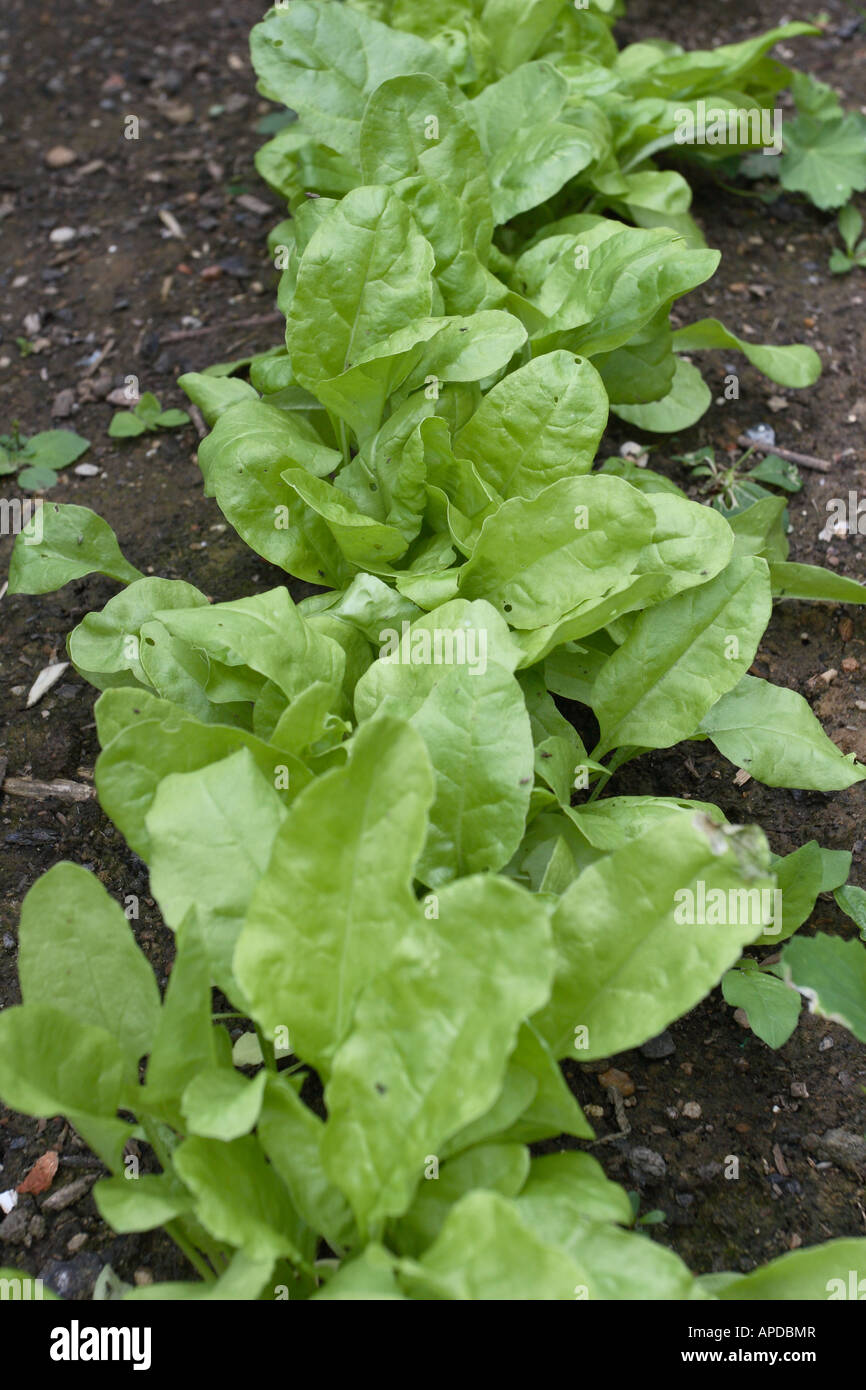 Spinach beet hires stock photography and images Alamy