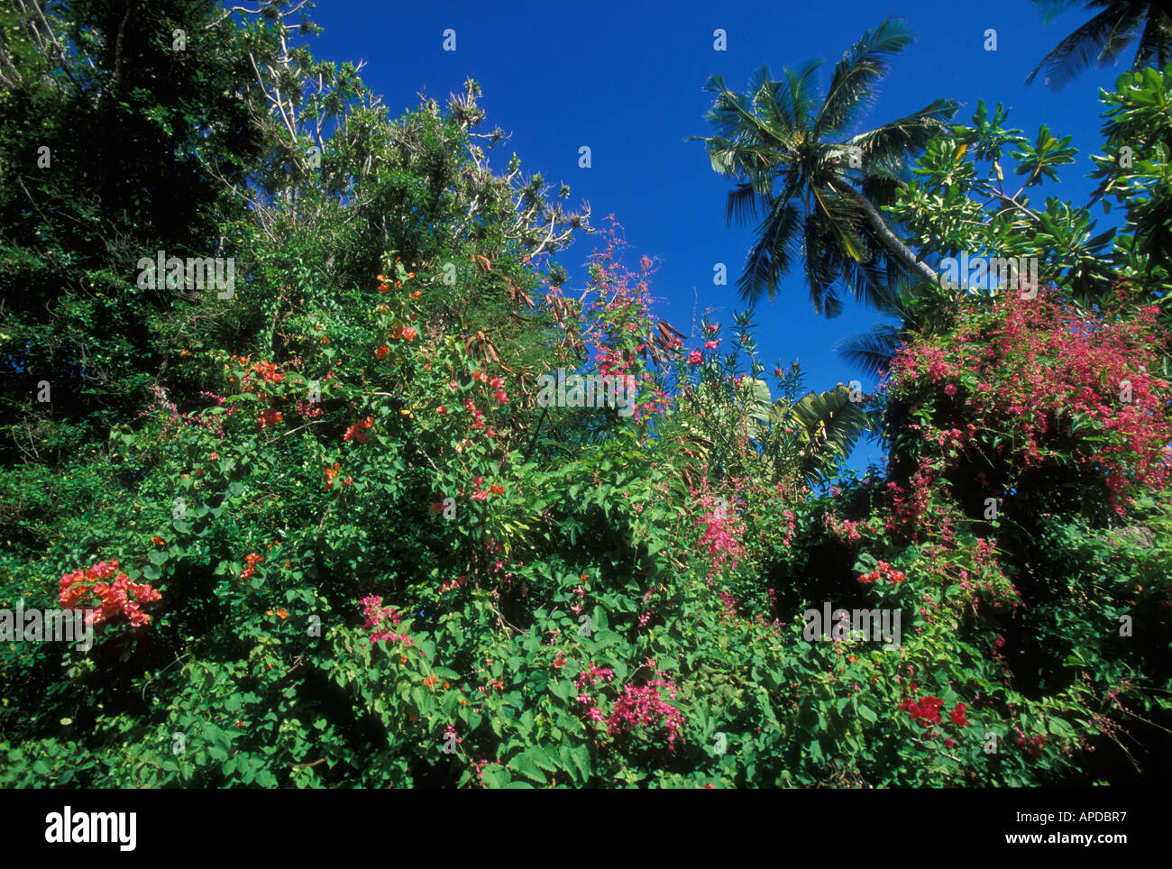 Africa Kenya Mombasa Morning sun lights bougainvillea flowers and palm