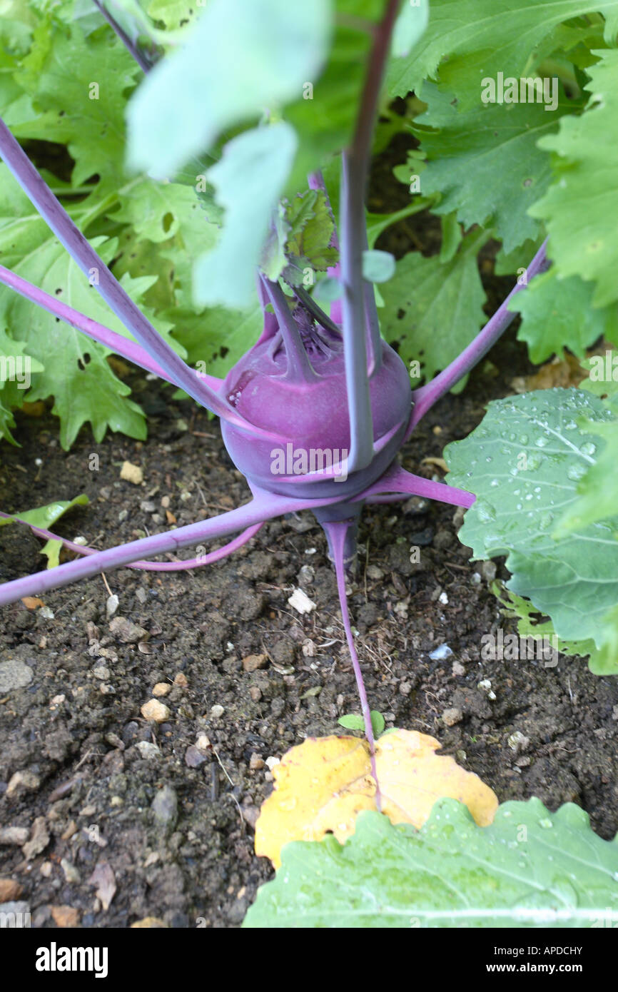 KOHL RABI AZUR STAR CLOSE UP OF DEVELOPING ROOT Stock Photo