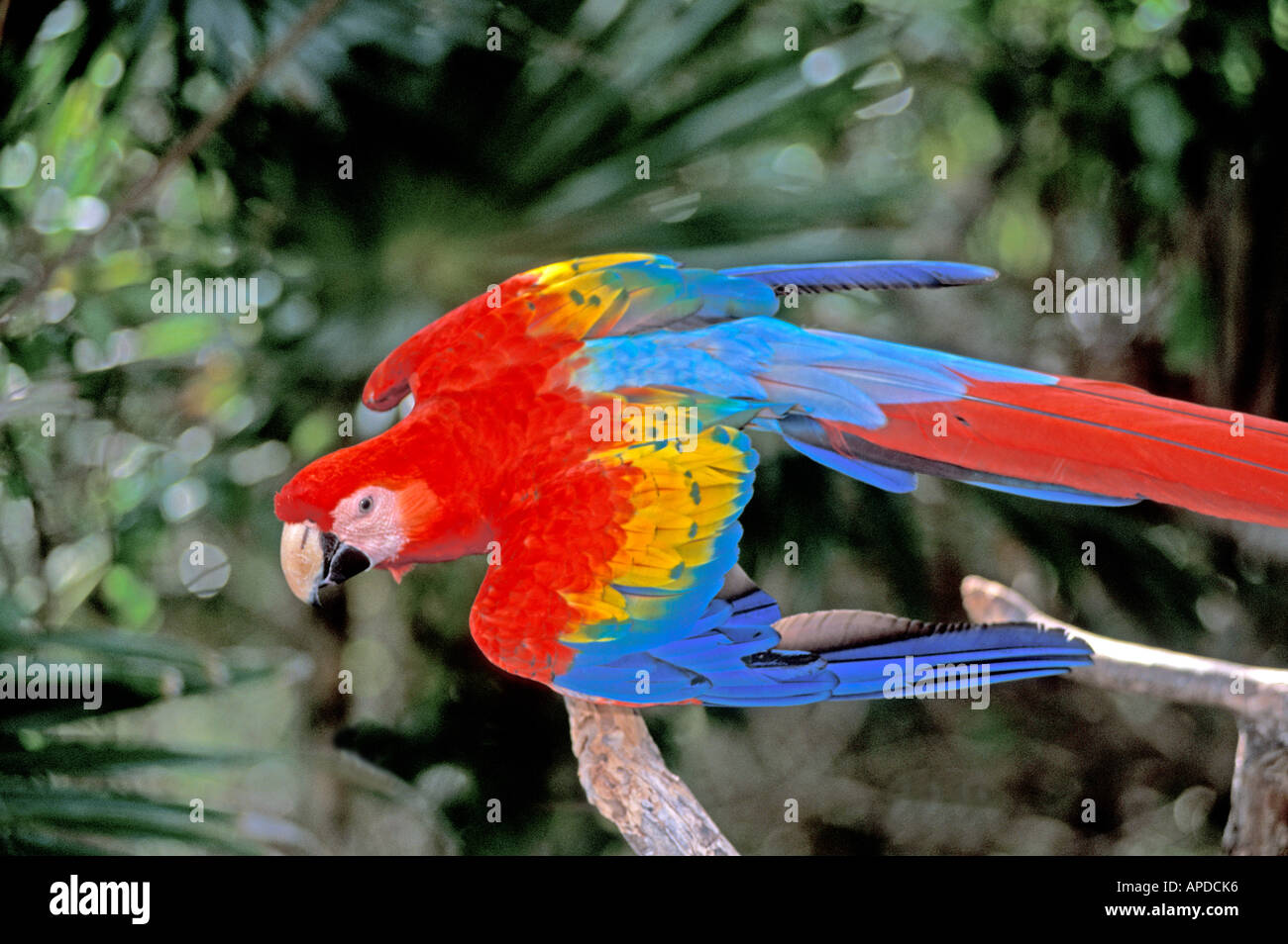 Tropical birds Amazon parrot red and blue macaw Stock Photo Alamy