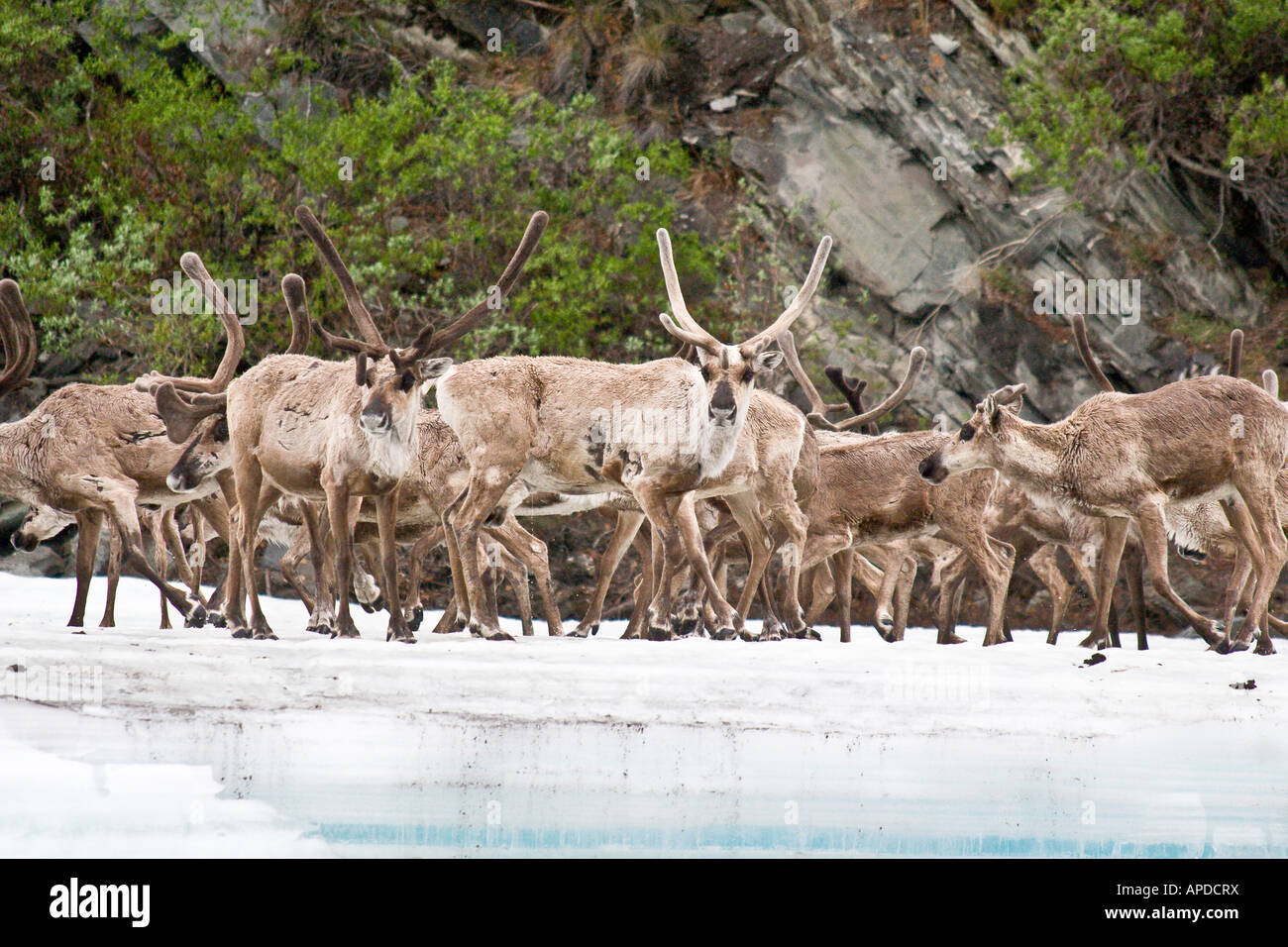 alaska arctic national wildlife refuge caribou on aufeis along kongakut river Stock Photo
