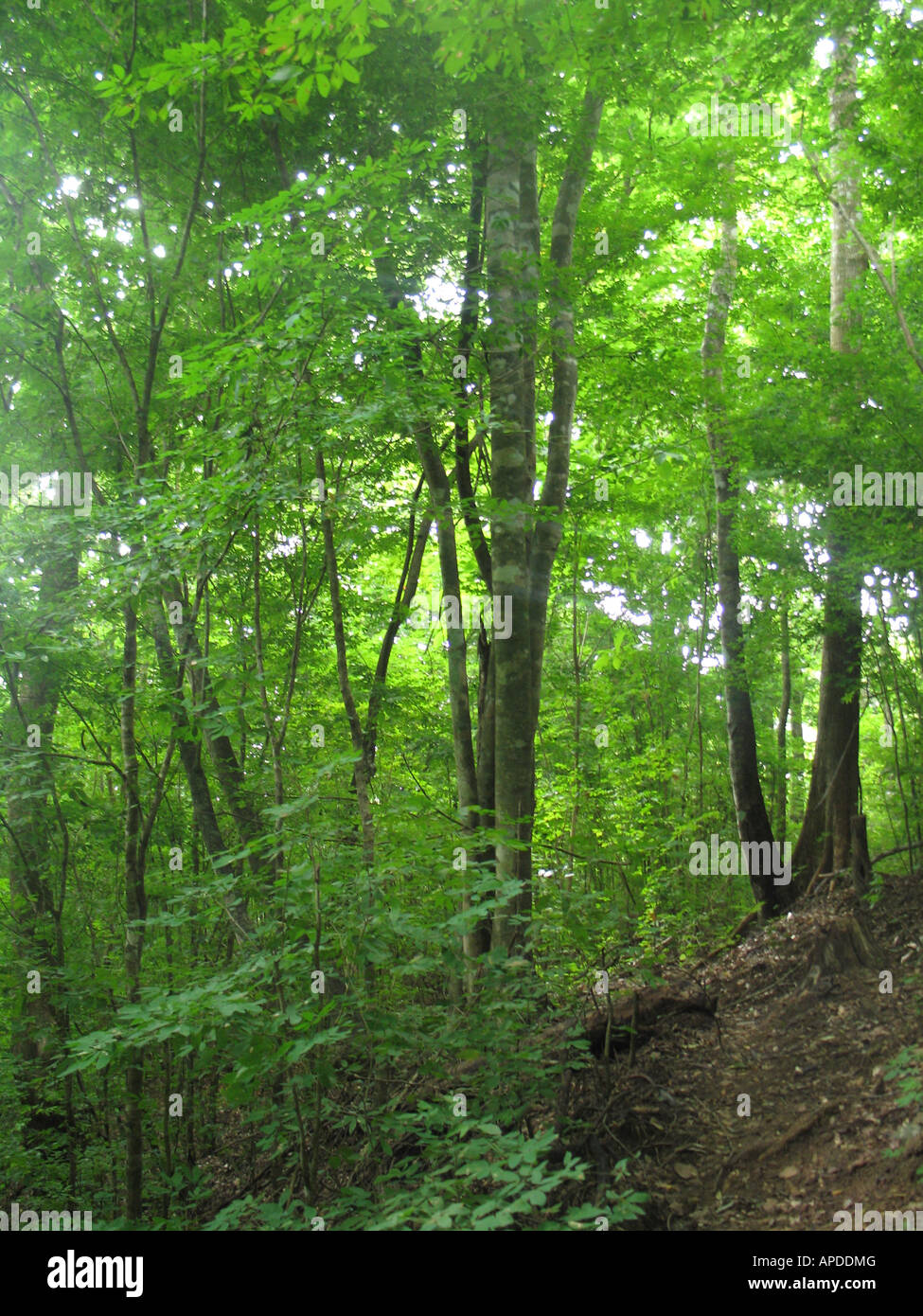 Forest. Guatopo National Park, Bosque Parque nacional Guatopo