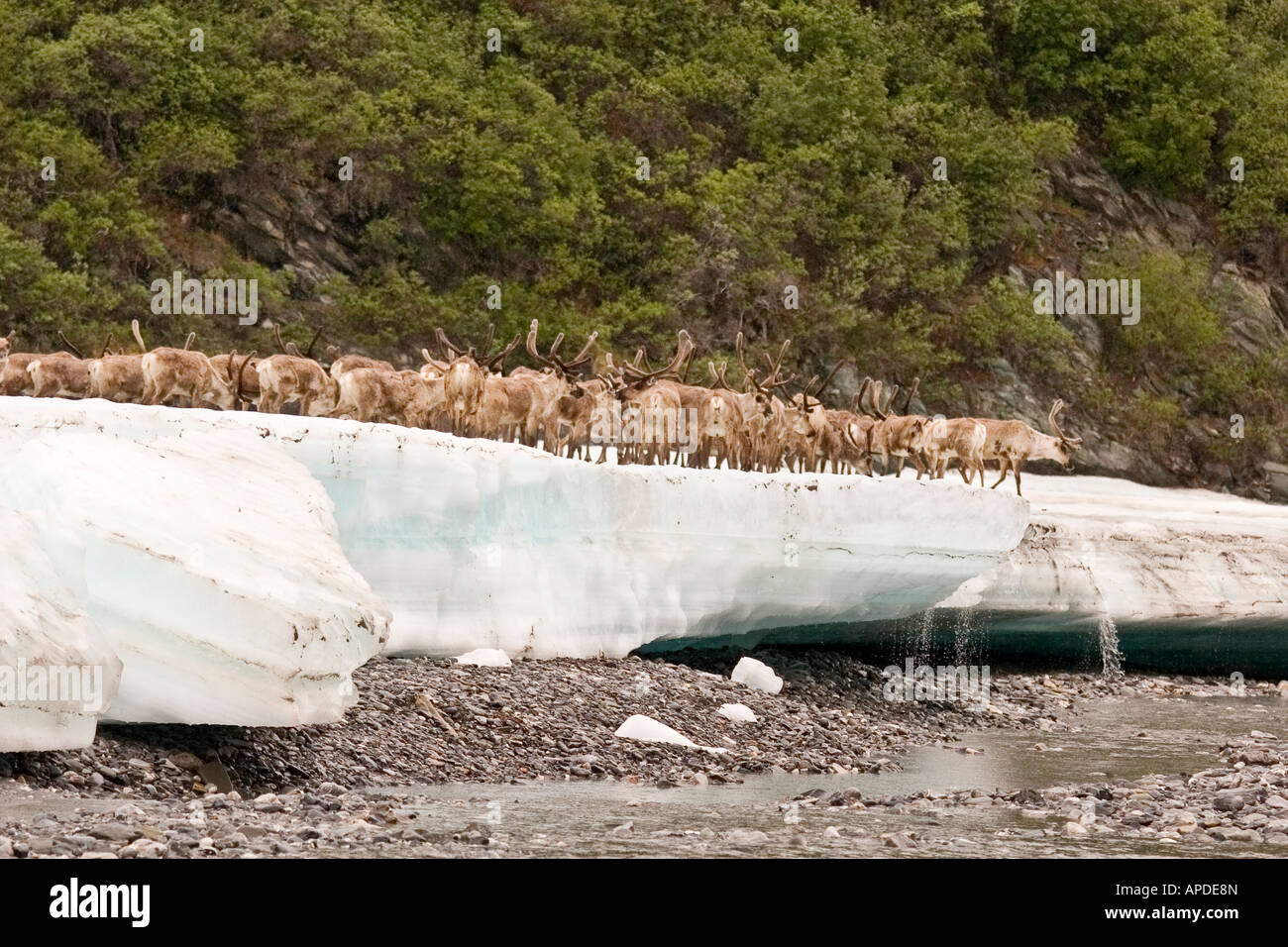alaska arctic national wildife refuge anwr caribou on ice on the north slope along the kongakut river Stock Photo