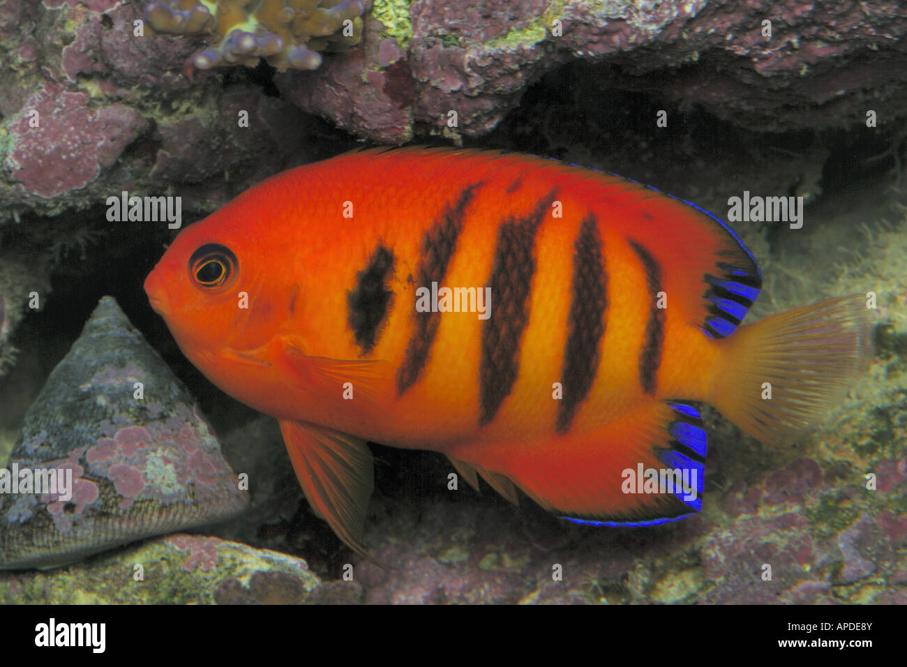 Flame angelfish, Centropyge loricula, in aquarium Stock Photo - Alamy