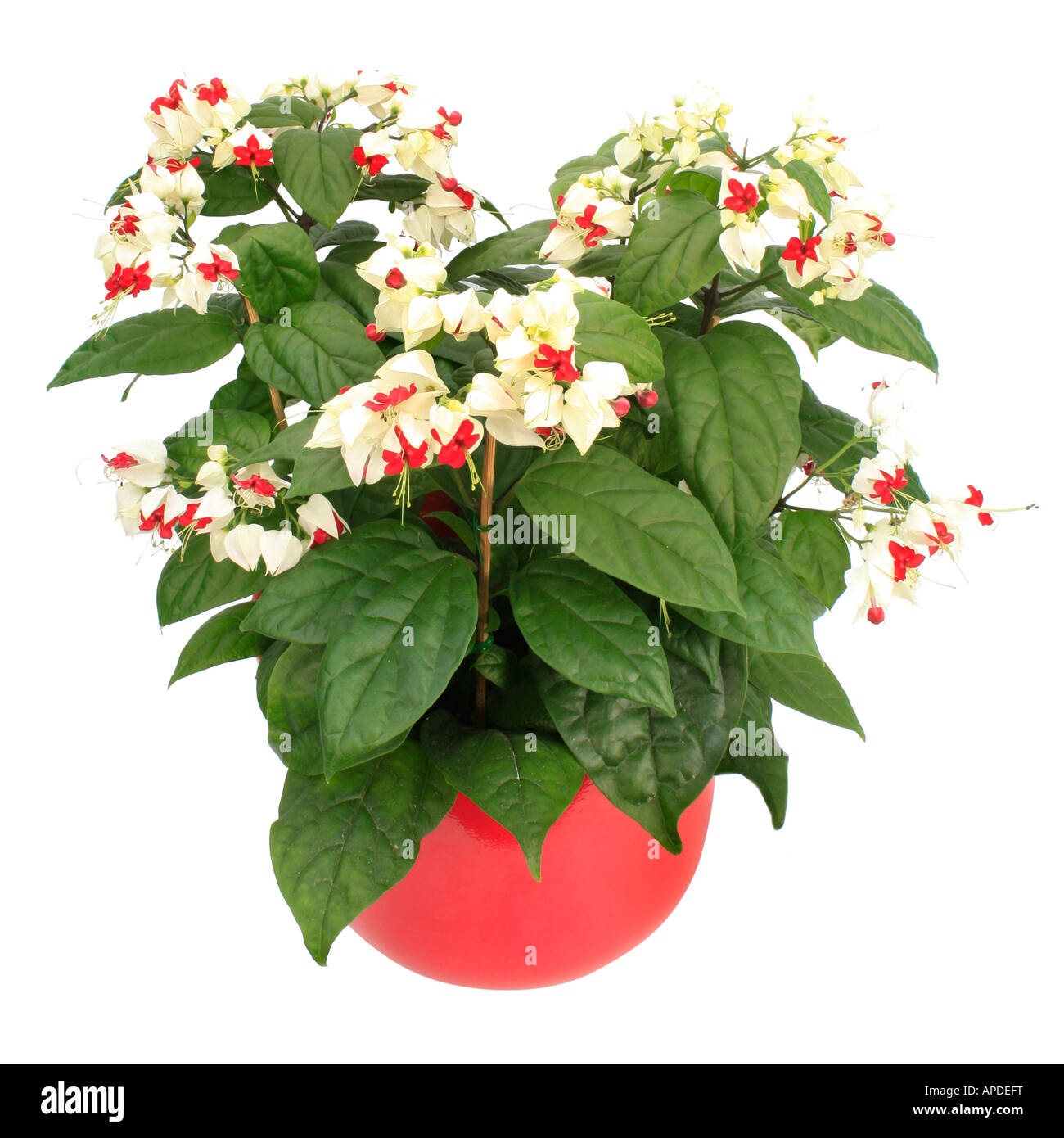 bleeding heart vine bleeding heart glorybower Clerodendrum thomsoniae