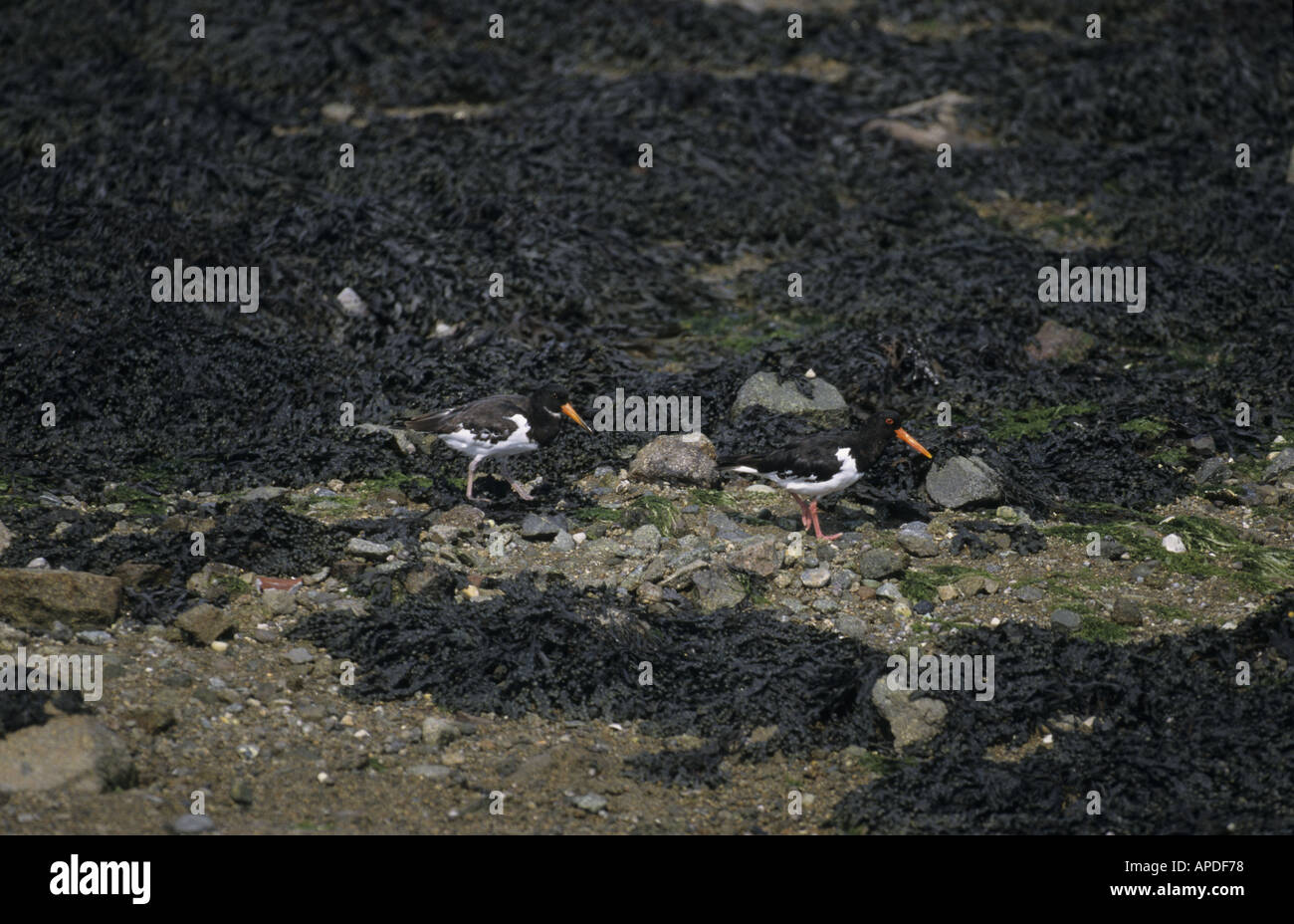 OYSTER CATCHERS PAIR FEEDING SUSSEX UK Stock Photo Alamy