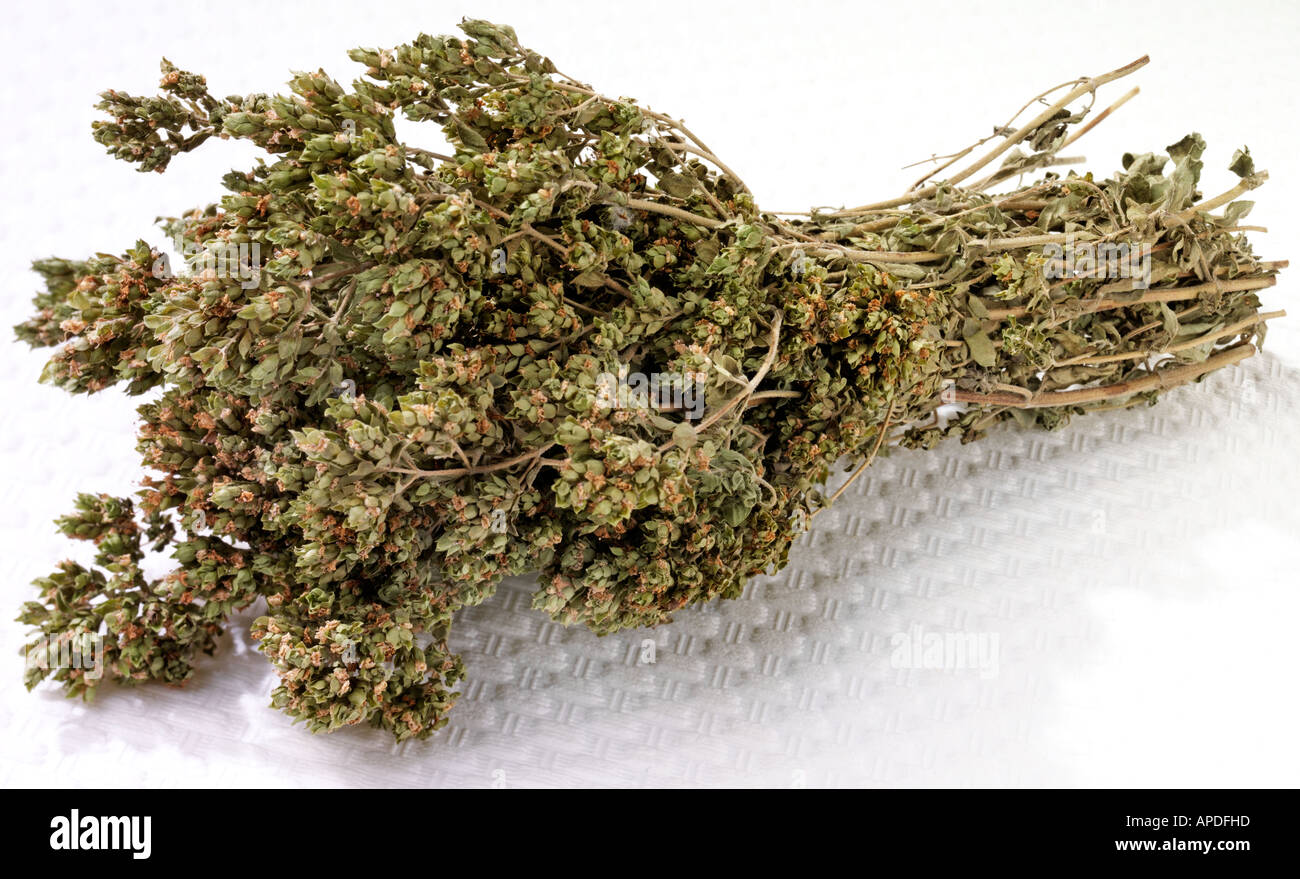 BUNCH OF OREGANO Stock Photo