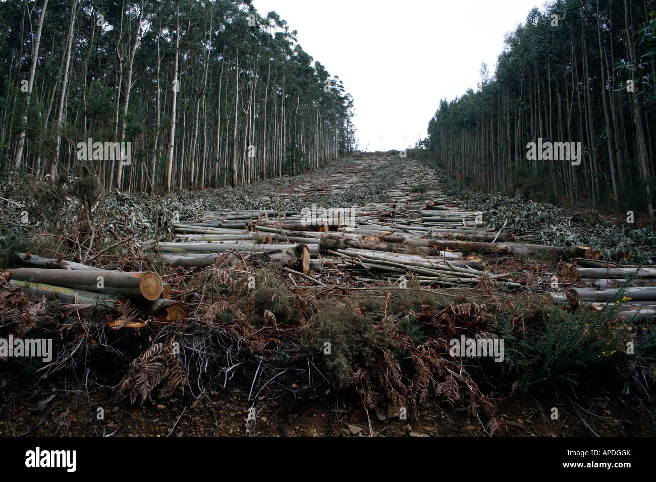 Deforestation in Galicia, Spain Stock Photo