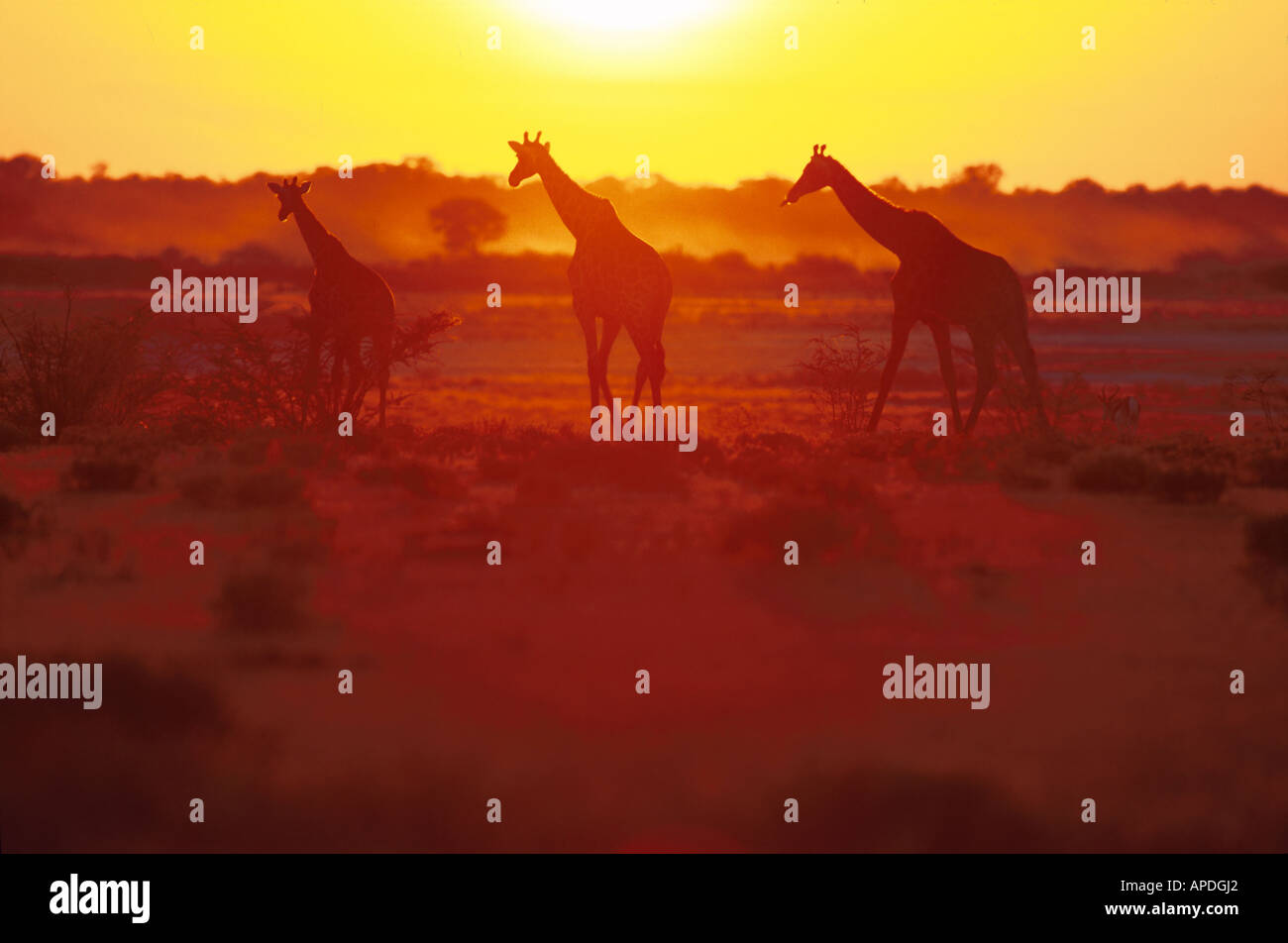 Giraffen silhouette hi-res stock photography and images - Alamy