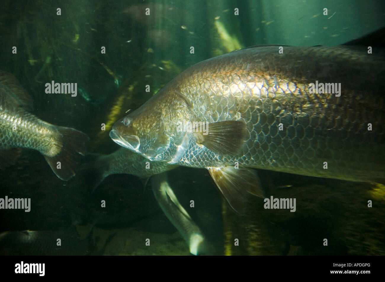 Barramundi fish underwater Stock Photo Alamy