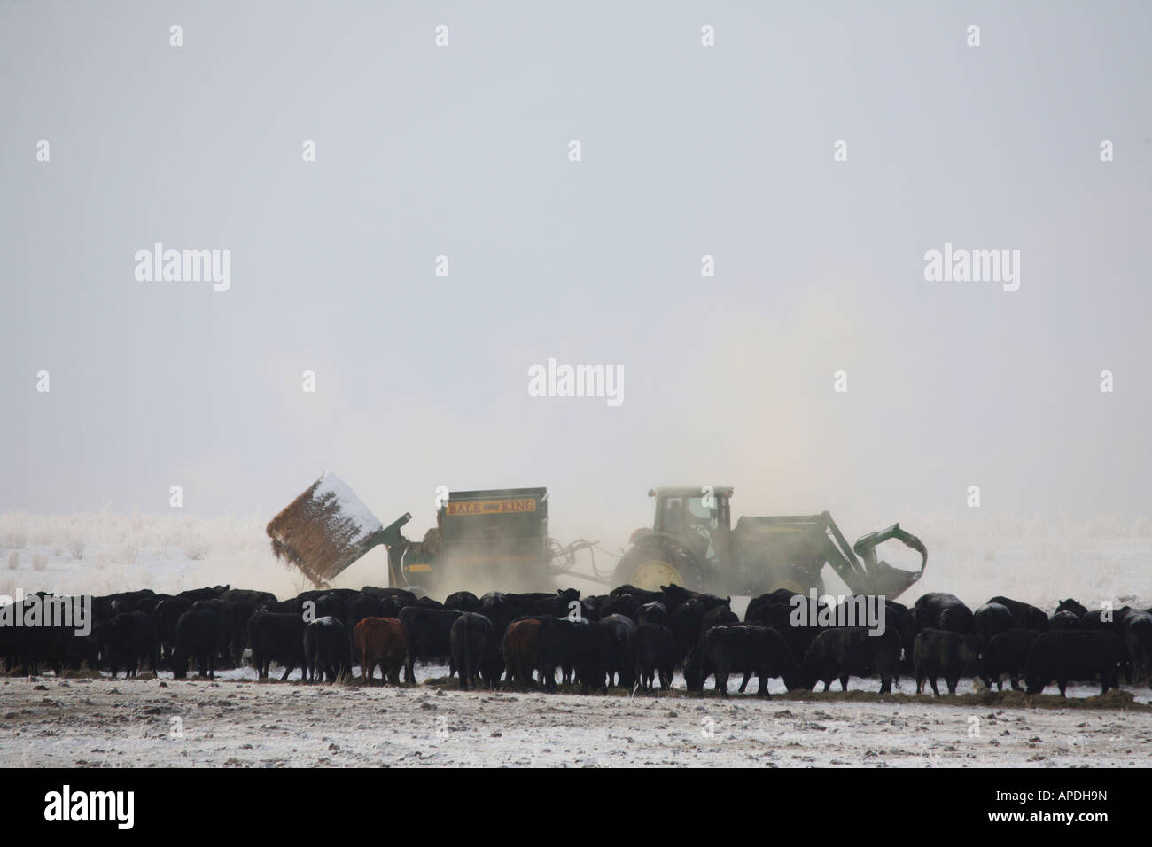 Cattle feeding in winter Stock Photo Alamy