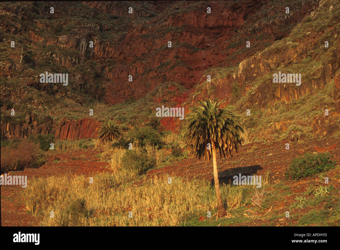 Palme vor Felswand, Terassierung, Agulo, La Gomera Kanarische Inseln Stock Photo