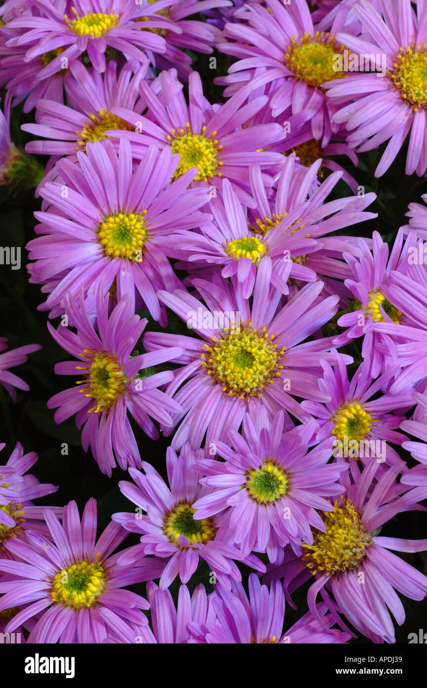 Aster Amellus Pink Zenith Stock Photo