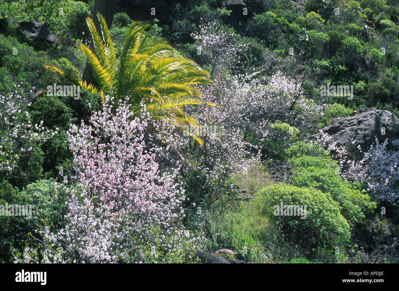 Palme, Mandelbluete, bei Lodel Gato, La Gomera Kanarische Inseln Stock Photo