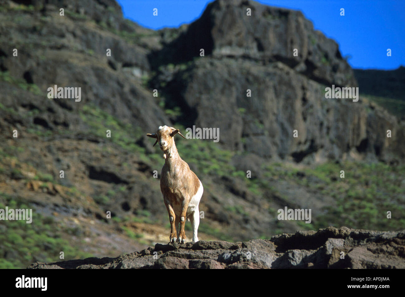 Ziege, Tifaraca, Bergland, Gran Canaria, Kanarische Inseln Spanien Stock Photo