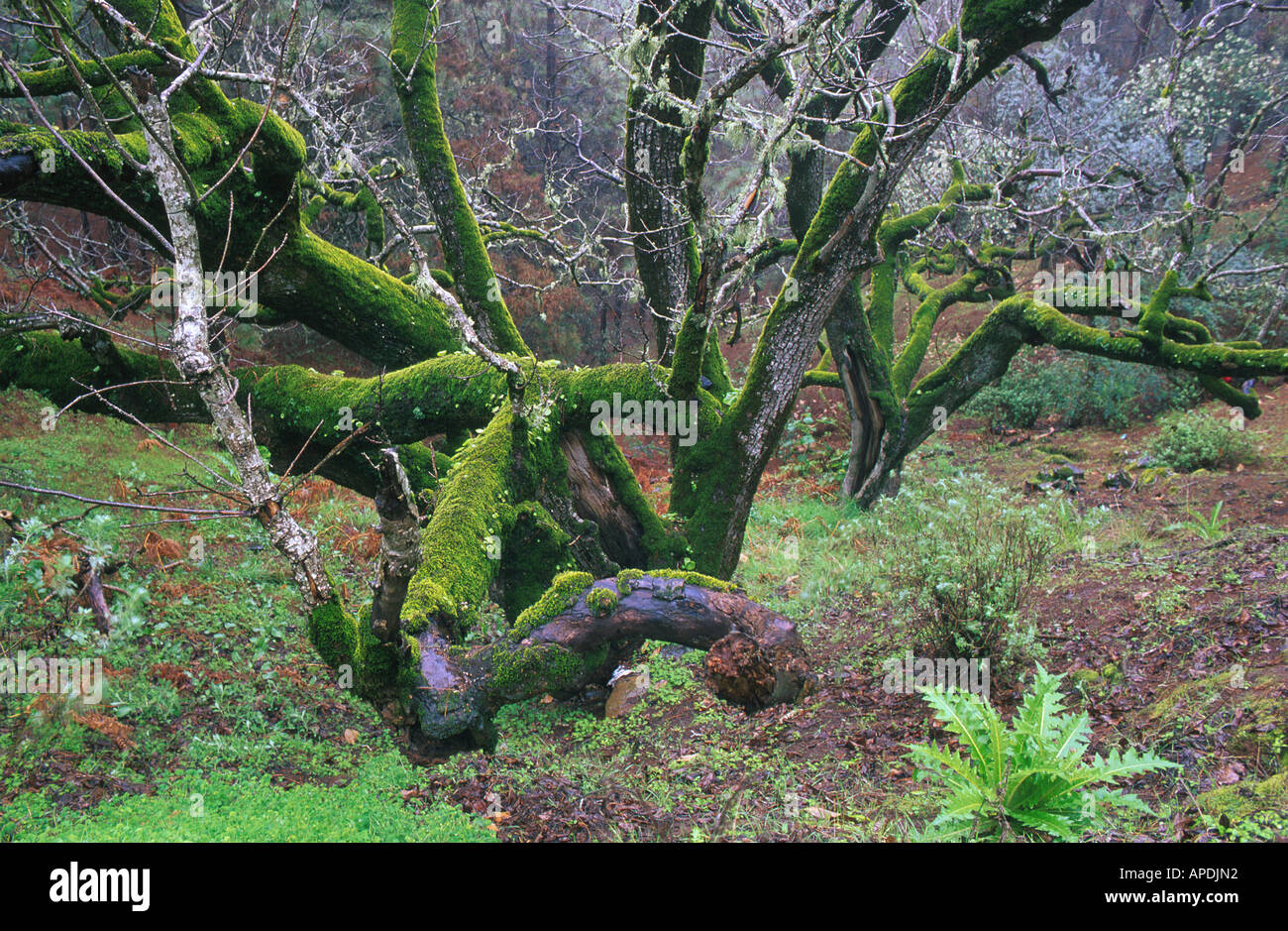 Bemooster Baum, Wald bei Juncalillo, Gran Canaria, Kanarische Inseln Spanien Stock Photo