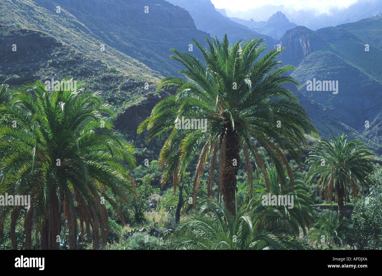 El risco gran canaria hi-res stock photography and images - Alamy