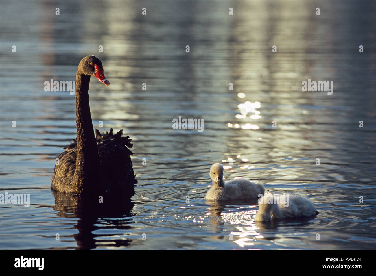 A mother black swan protects her babies on Lake Eola in downtown Orlando Florida Stock Photo