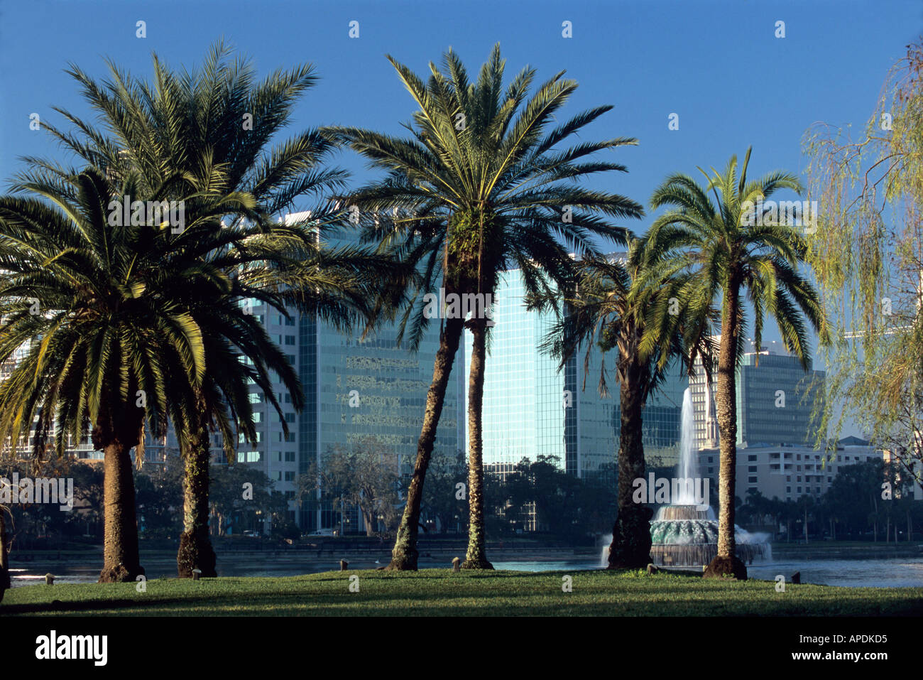 Orlando Florida skyline peeps through tropical palm trees lining Lake
