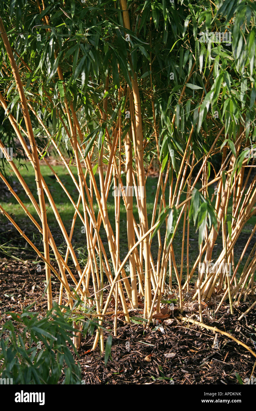 Bamboo Phyllostachys vivax Aureocaulis Poaceae Stock Photo