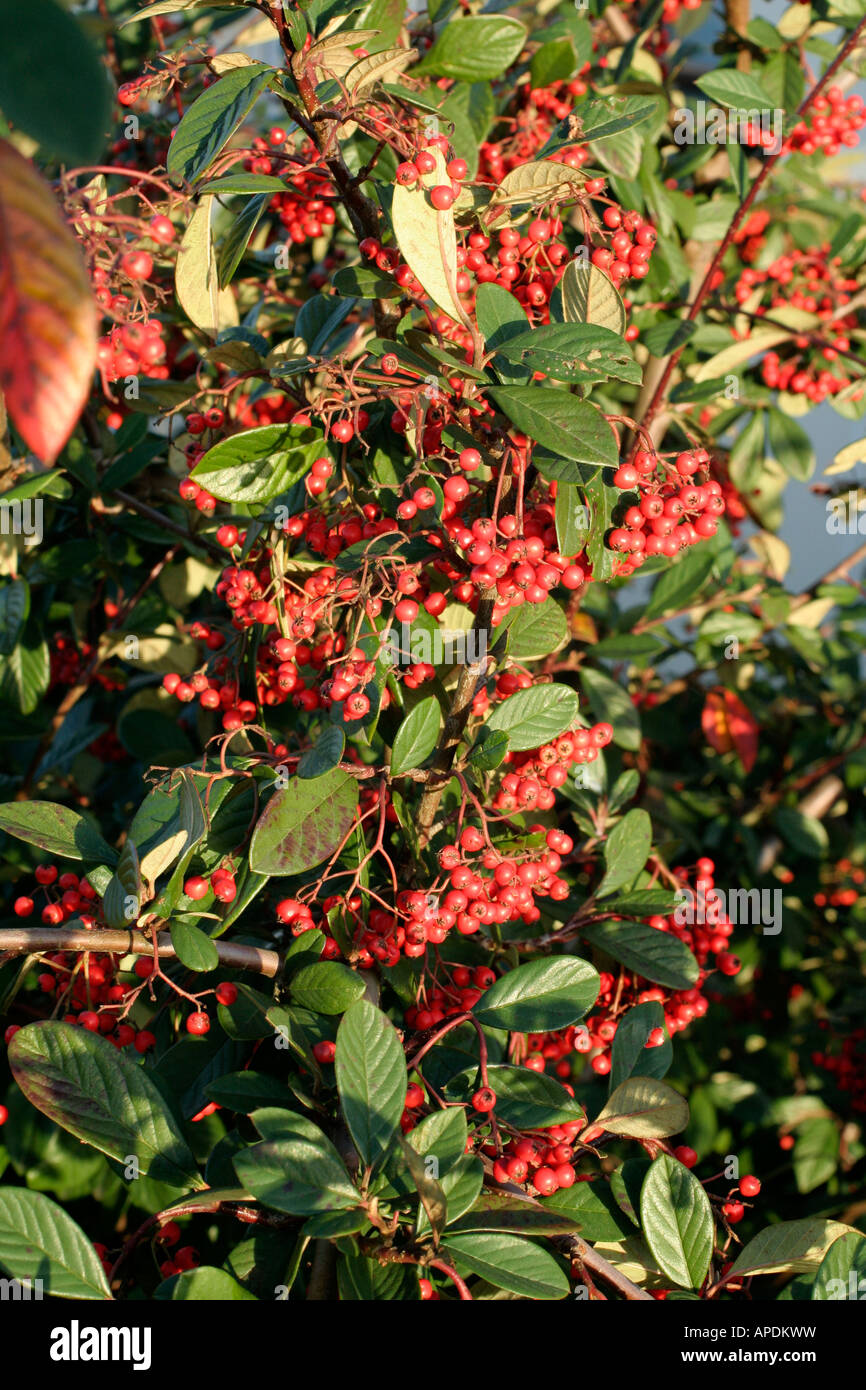 Cotoneaster lacteus holds its berries right through winter shown late January Stock Photo