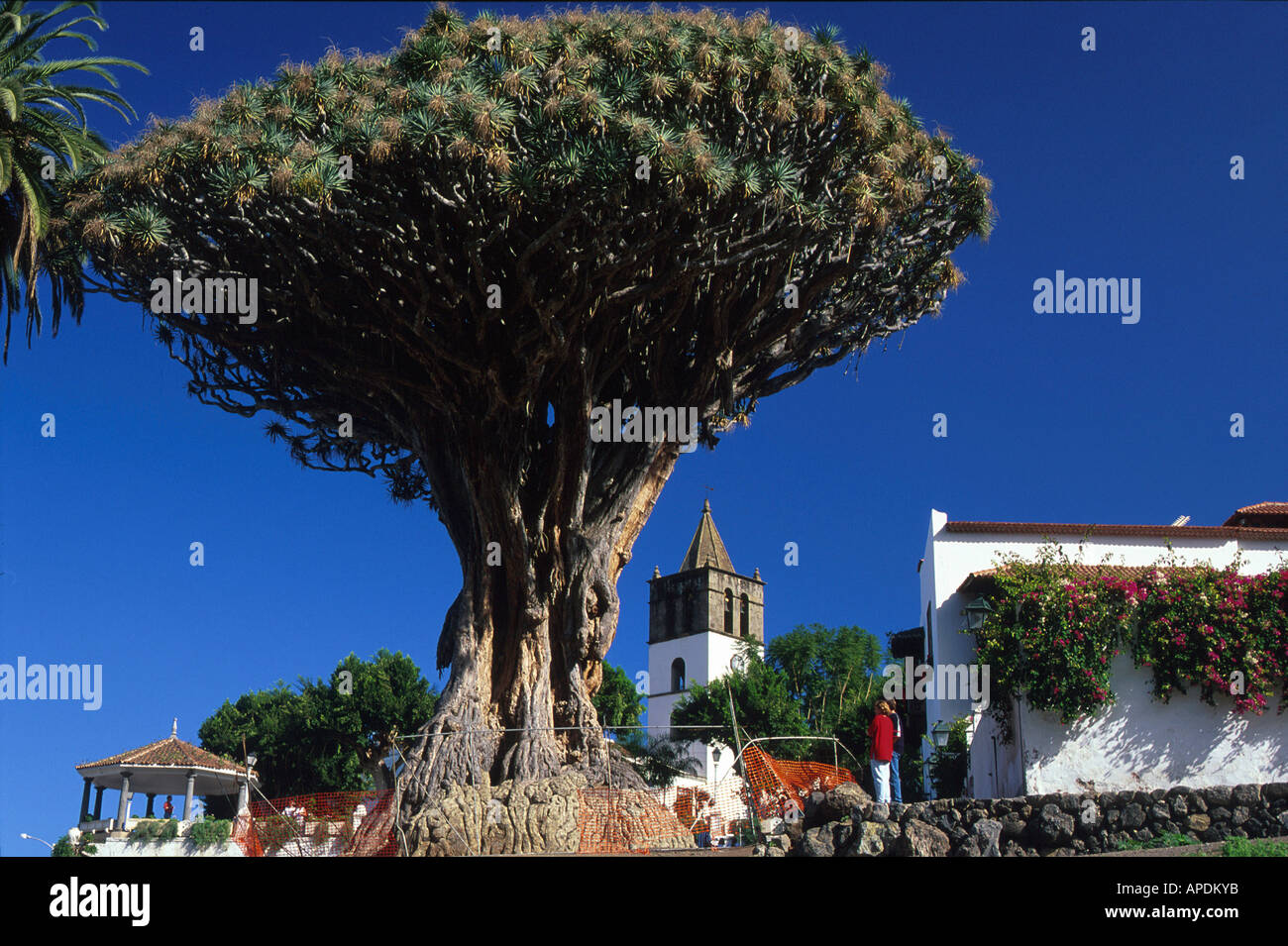 Tausendjaehriger Drachenbaum, Icod de los Vinos, Teneriffa Kanarische Inseln, Spanien Stock Photo