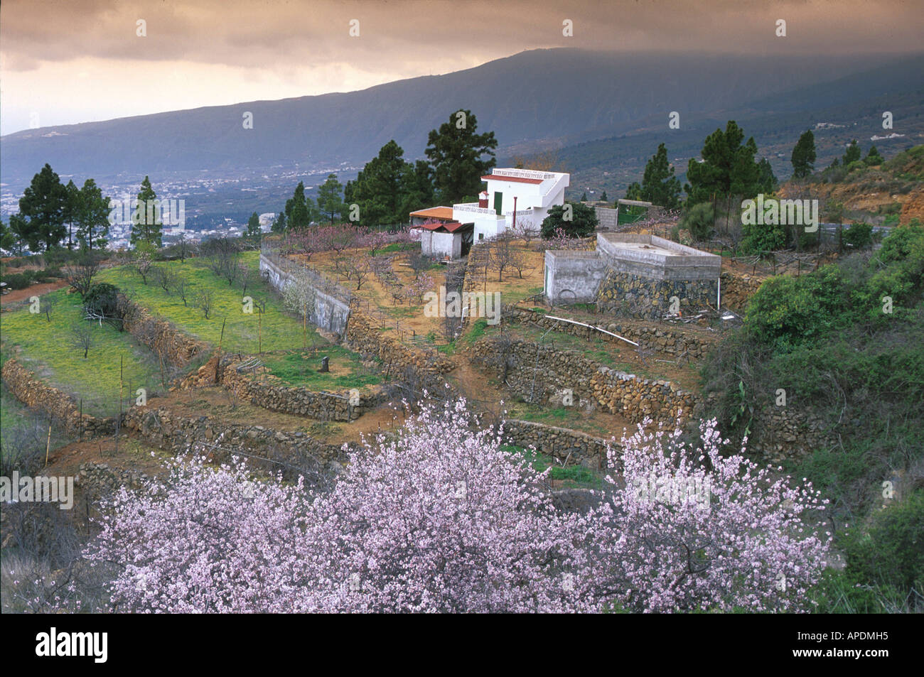 Arafo High Resolution Stock Photography And Images Alamy