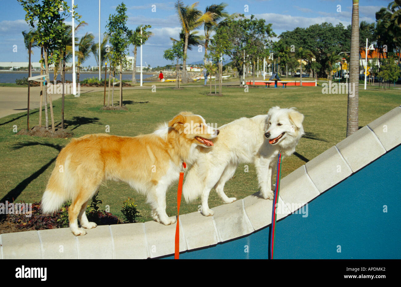 Two dogs standing on a wall, Townsville, Queensland, Australia Stock Photo