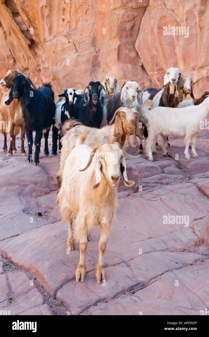 Herd of milking goats on steps, Petra, Hashemite Kingdom of Jordan, Middle East. DSC 5086 Stock Photo