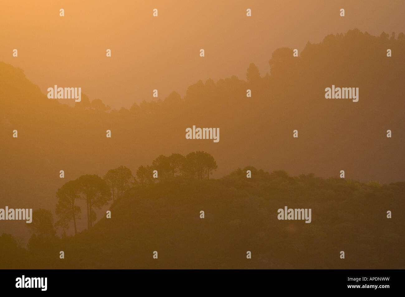 Trees and hills at sunrise in Islamabad, Pakistan Stock Photo Alamy