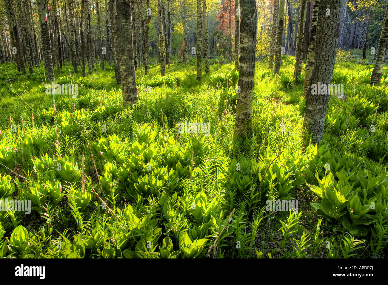 Aspen trees, grass, hellebore and shadows near South Lake Tahoe in California Stock Photo
