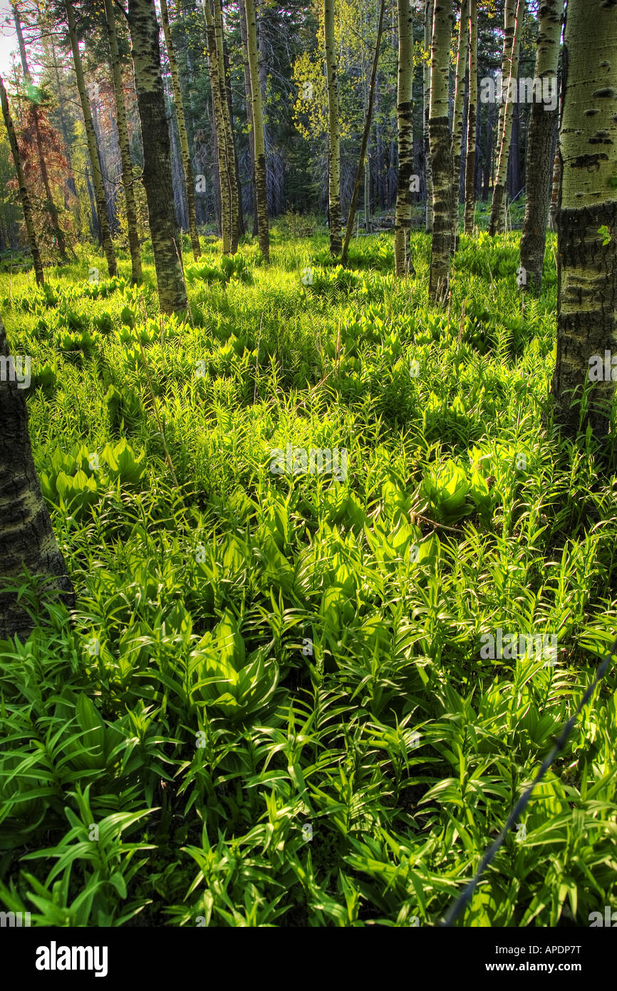 Aspen trees, grass, hellebore and shadows near South Lake Tahoe in California Stock Photo