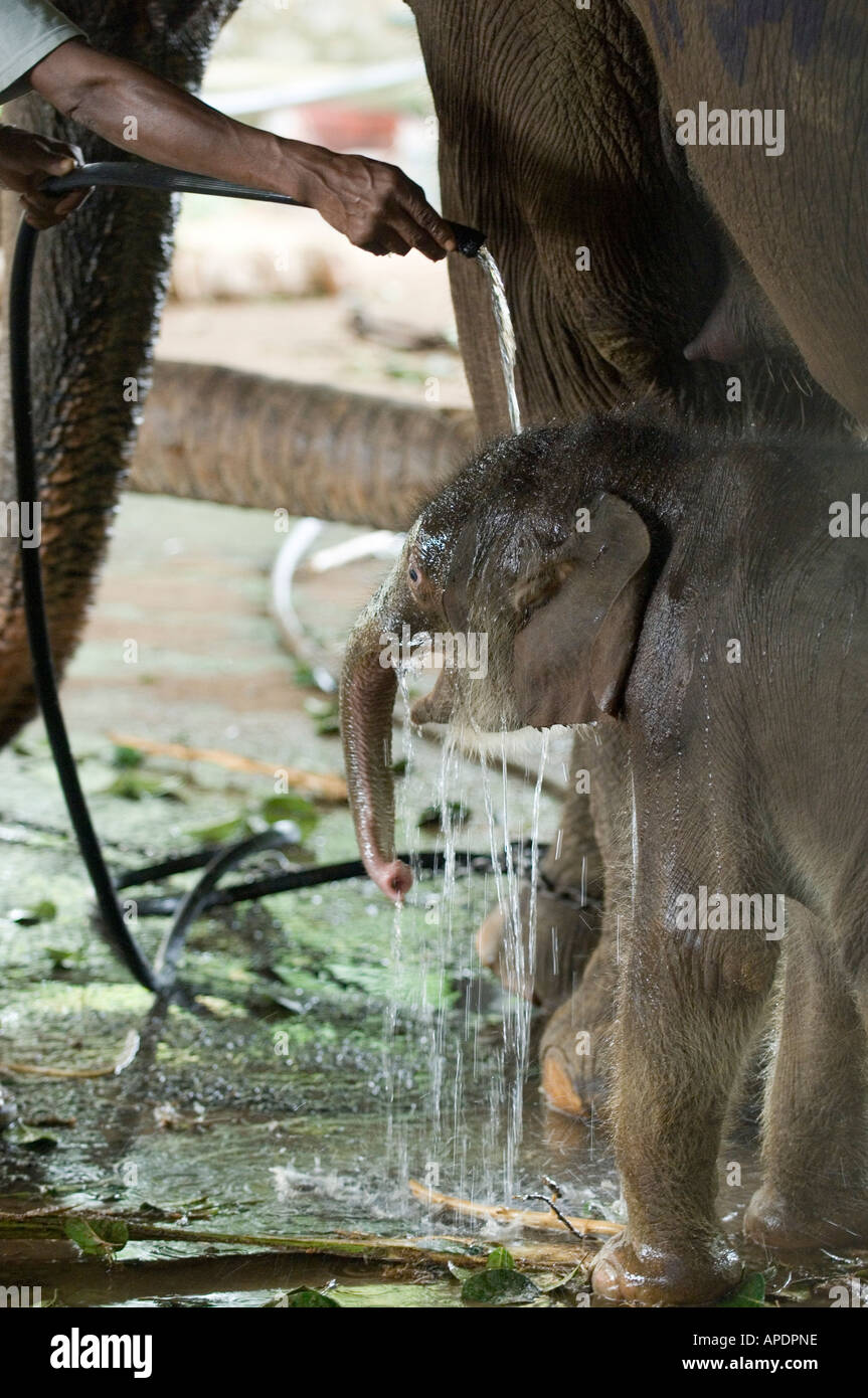 Adult calf sri lankan elephant hi-res stock photography and images - Alamy