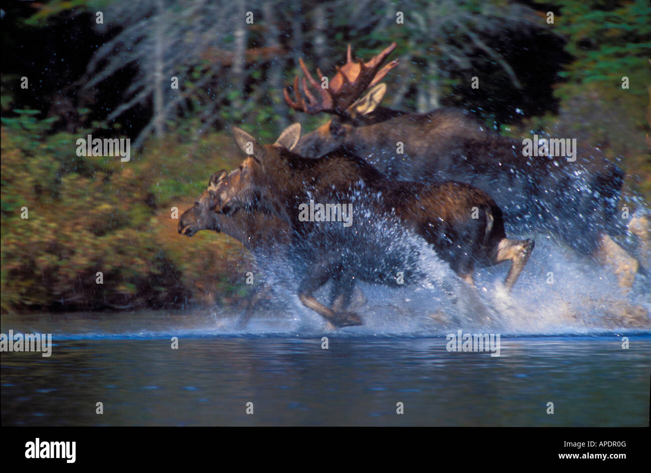 Moose Running In Water High Resolution Stock Photography And Images Alamy